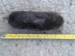 Big Mole Big Mole