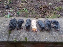 Magnificent Seven Magnificent Seven