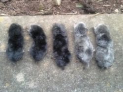 Silver moles Silver moles