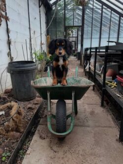 Birchstone Garden Maintenance Birchstone Garden Maintenance